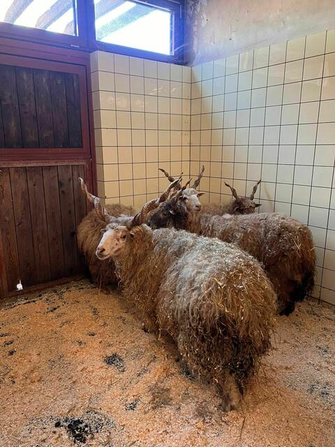 Fünf Tiere bekamen eine neue Heimat auf Zeit. | Foto: Tierschutz Austria