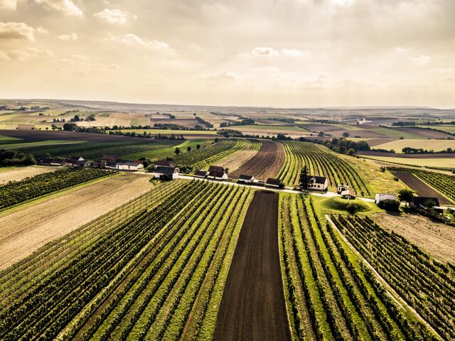 36.400 Kellergassen gibt es im Weinviertel. | Foto: Weinviertel Tourismus/Herbst