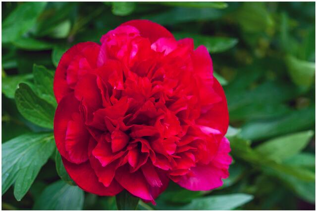 05_IMG_8710: Pfingstrose | Foto: © by Ing. Günter Kramarcsik