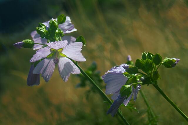 07_IMG_7405: Moschusmalve | Foto: © by Ing. Günter Kramarcsik