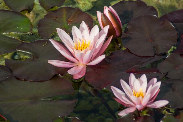 09_IMG_1368: Seerosen | Foto: © by Ing. Günter Kramarcsik