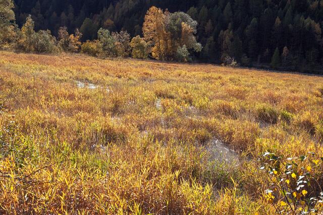 11_IMG_4817: Runser Au (bei Prutz) | Foto: © by Ing. Günter Kramarcsik