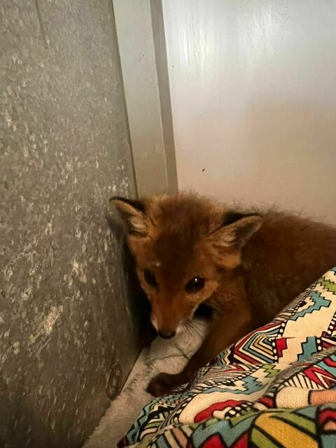 Der kleine Gast hatte bei einer Pensionistin Unterschlupf gefunden. | Foto: Tierschutz Austria