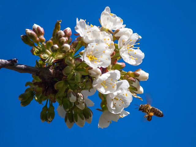 05_IMG_6297: Weichselblüten | Foto: © by Ing. Günter Kramarcsik