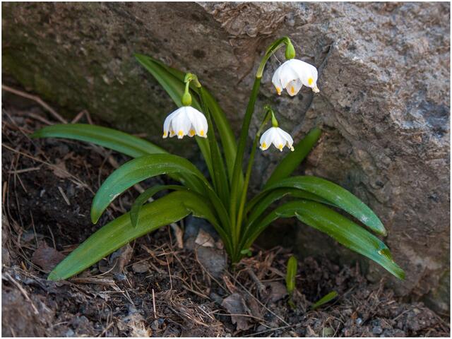 04_IMG_6142: Frühlingsknotenblume | Foto: © by Ing. Günter Kramarcsik