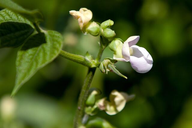 07_IMG_7627: Bohnenblüten | Foto: © by Ing. Günter Kramarcsik