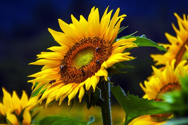 09_IMG_5151: Sonnenblume | Foto: © by Ing. Günter Kramarcsik