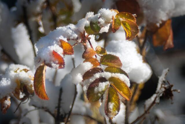 11_IMG_6462: Winter trifft Herbst | Foto: © by Ing. Günter Kramarcsik