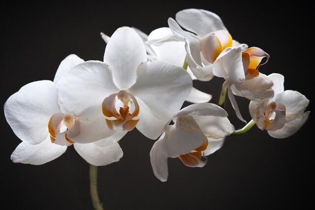 03_IMG_6702: schwächelnde Orichidee