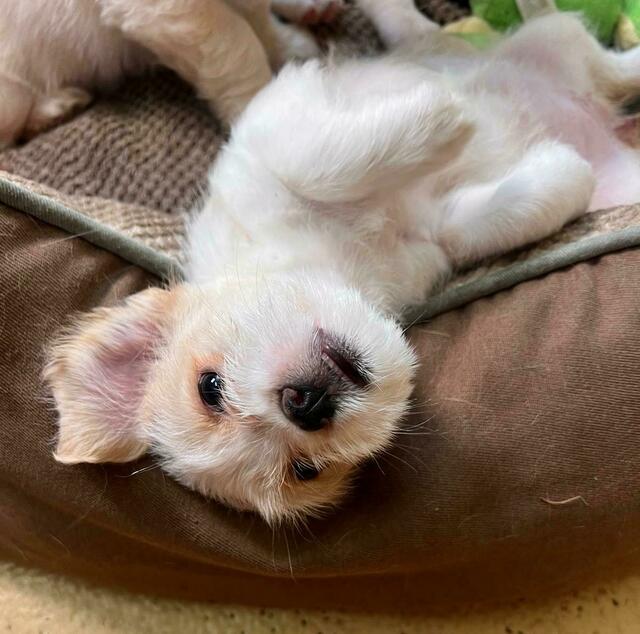 Für die Hundewelpen wird ein neues Zuhause gesucht. Interessierte können sich beim Tierschutzhaus melden. | Foto: Tierschutz Austria