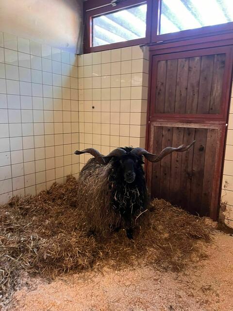 Die Tiere waren in einem verwahrlosten Zustand. | Foto: Tierschutz Austria