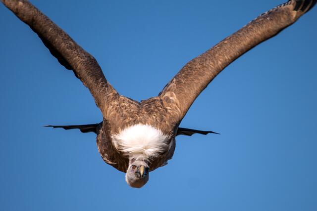 02_IMG_7996: Sturzflug | Foto: © by Ing. Günter Kramarcsik