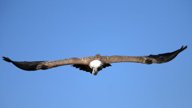 03_IMG_8012: schwebender Gänsegeier | Foto: © by Ing. Günter Kramarcsik