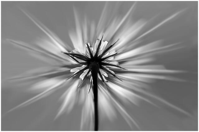 06_IMG_3350: Ackerstern - Rückseite | Foto: © by Ing. Günter Kramarcsik