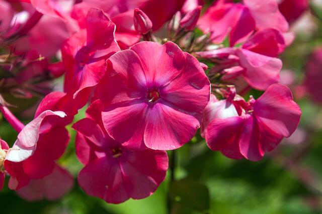 07_IMG_7621: Phloxblüten | Foto: © by Ing. Günter Kramarcsik