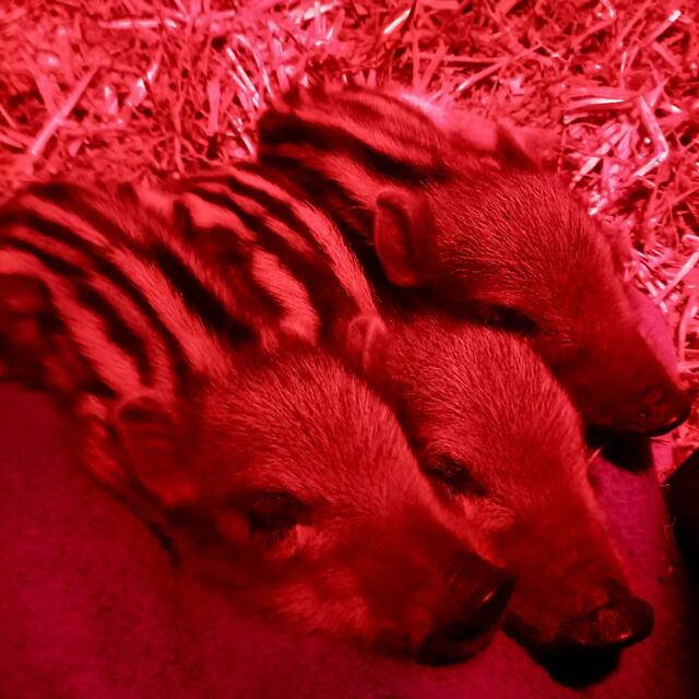 Die drei heißen jetzt Ingrid, Helmuth und Kurt. | Foto: Tierschutz Austria