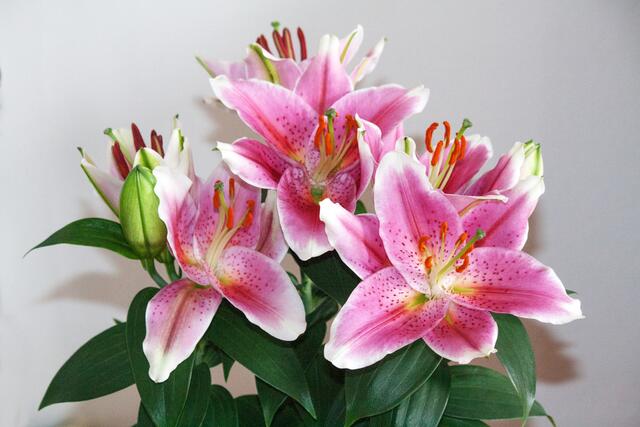 05_IMG_6985: Lilien | Foto: © by Ing. Günter Kramarcsik