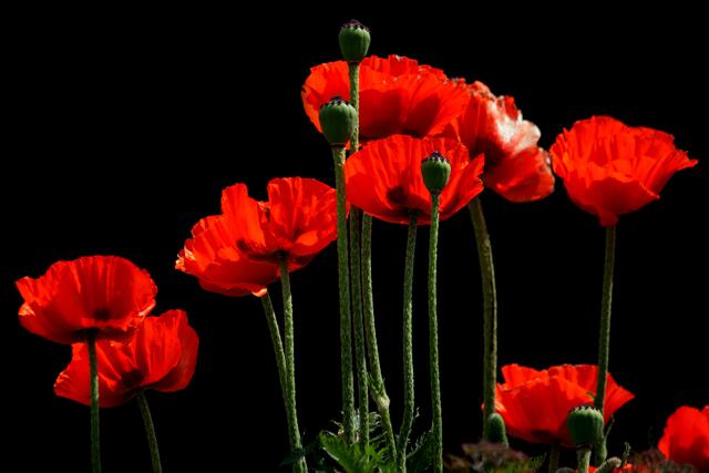 06_IMG_7140: Klatschmohn | Foto: © by Ing. Günter Kramarcsik