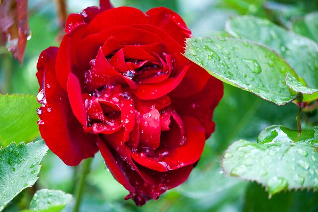 07_IMG_7185: Rosenblüte im Regen | Foto: © by Ing. Günter Kramarcsik