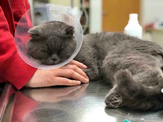 Eine Notoperation rettete dem süßen Katzer Michael das Leben. | Foto: Tierschutz Austria