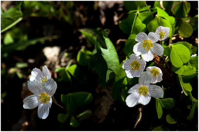 05_IMG_6336: Waldsauerklee | Foto: © by Ing. Günter Kramarcsik