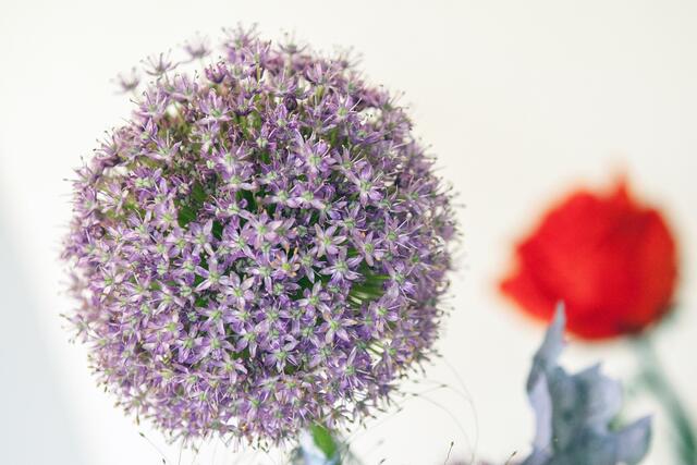 09_IMG_9350: Zierlauch- Blüte | Foto: © by Ing. Günter Kramarcsik