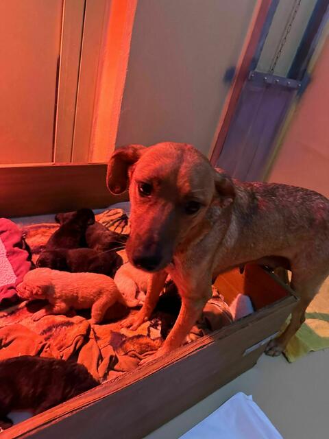 Dieses Jahr gibt es laut dem Wiener Tierschutzverein eine unverhältnismäßig hohe Anzahl an Jungtierfunde - sowohl Hunde als auch Katzen. | Foto: Tierschutz Austria