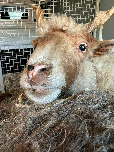 Im Tierschutzhaus Vösendorf hat man Zuwachs bekommen. | Foto: Tierschutz Austria