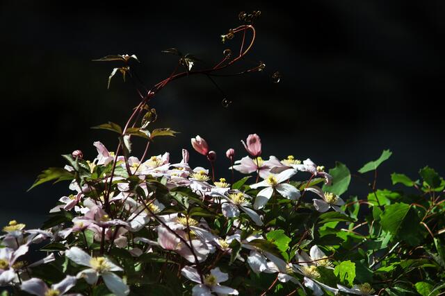 06_IMG_8689: Malve | Foto: © by Ing. Günter Kramarcsik