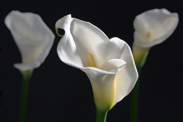 02_IMG_0925: Calla- Stillleben  | Foto: © by Ing. Günter Kramarcsik