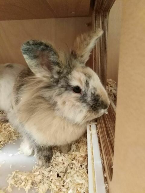 Grammi sucht einen Platz zum Rumtoben und Kuscheln. | Foto: Arche Wels