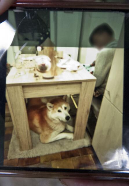 Hund Ashkii stöberte den Kater im Keller seines Hauses auf. | Foto: BFKDO BADEN / Stefan Schneider