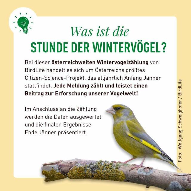Foto: Wolfgang Schweighofer/BirdLife