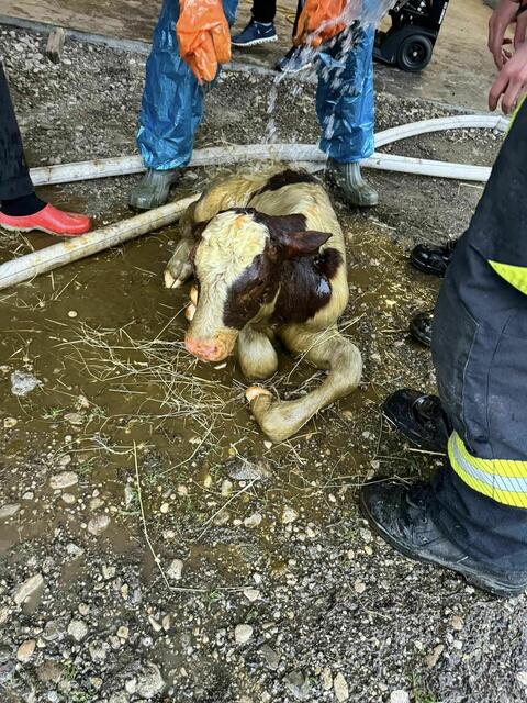 Der Stier trägt den Namen seines Retters "Peter". | Foto: FF St. Georgen am Ybbsfelde