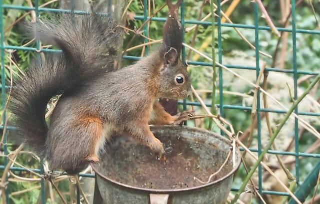 Foto: Elfriede Lungenschmied