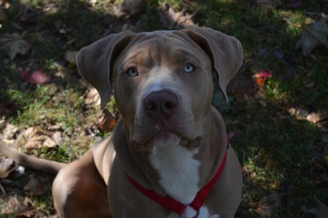 Bully-Männchen Manta sucht ein neues Zuhause | Foto: TSV St. Pölten (3)