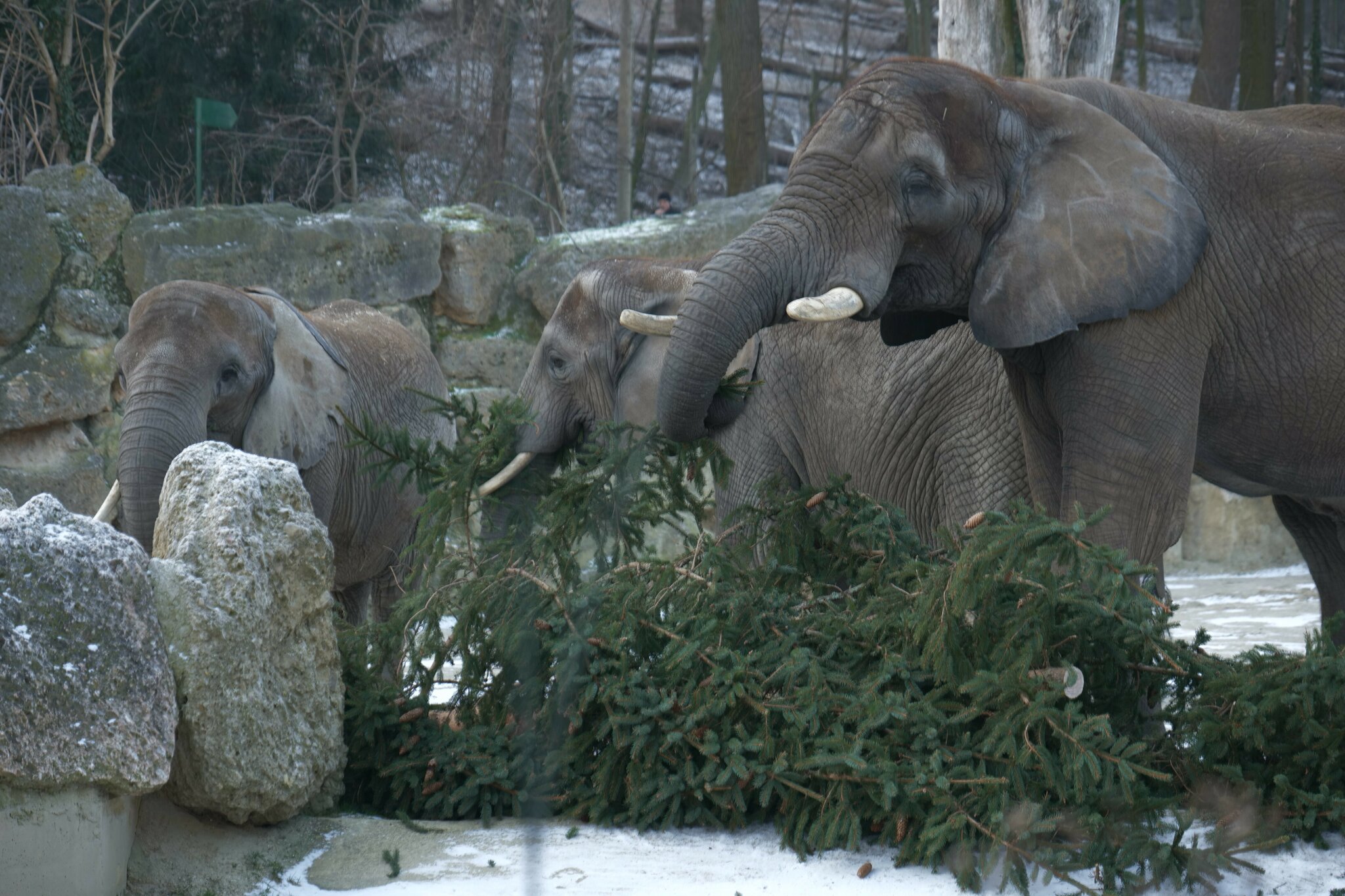Baumübergabe in Schönbrunn: Ein besonders spannendes Futter für ...