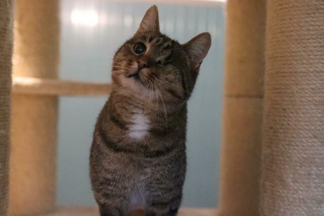 Kater Gismo sucht ein Zuhause.  | Foto: Jelinek