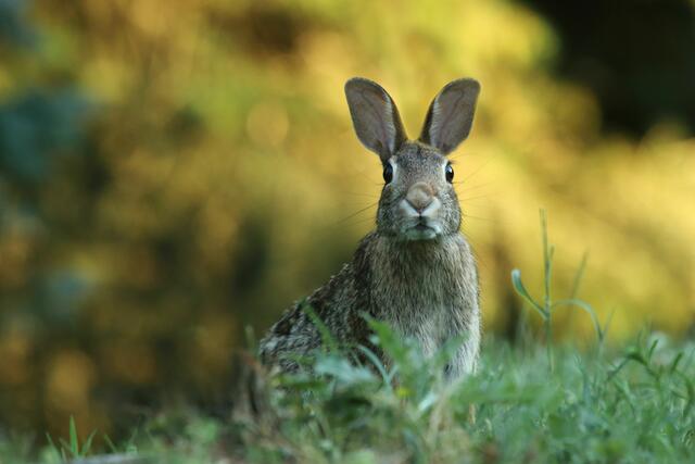 Symbolbild – keine Tiere nach Weihnachten im Tierheim abgegeben. | Foto: Gary Bendig/Unsplash