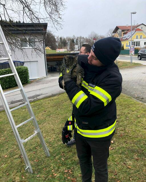 Alles wieder gut: Die FF Eggelsberg kam einer Hauskatze zur Hilfe, die sich nicht mehr alleine vom Baum herunter wagte.  | Foto: FF Eggelsberg