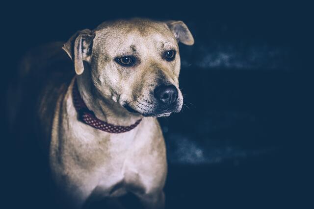 Wölkchen: Zwei Jahre, kastriert und geimpft. Wölkchen ist ein kleiner Flummifloh und sucht aktive Hundemenschen. Wölkchen ist mit Artgenossen sowie Katzen verträglich und geht gerne auf Entdeckungstour, auch die Schmuseeinheiten sollen nicht zu kurz kommen, da sie sehr menschenbezogen ist.
