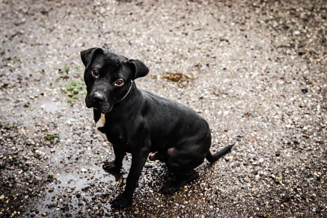 Rambo: Drei Jahre alt, kastriert und geimpft. Rambo ist nicht mit Artgenossen verträglich, duldet jedoch beim Spazierengehen problemlos Hundebegegnungen. Rambo möchte immer nur gefallen und ist sehr menschenbezogen.