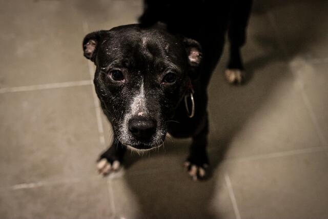 Josey: Vier Jahre alt, kastriert und geimpft. Josey ist mit Artgenossen, sowie Katzen verträglich. Sie liebt es mit dem Menschen zu kuscheln und geht am liebsten auf Entdeckungstour.