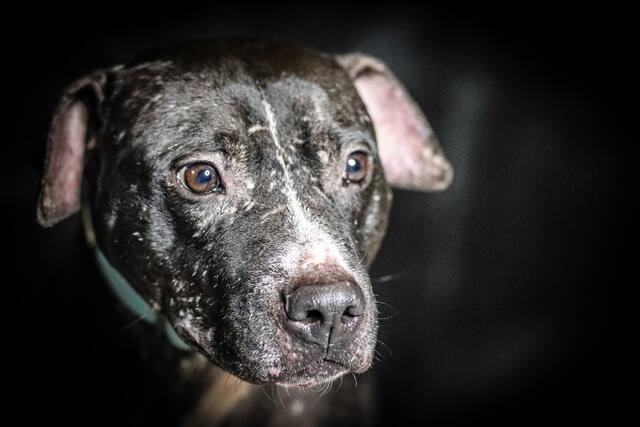 Jackson: Drei Jahre alt, kastriert und geimpft, sucht ein Zuhause ohne Artgenossen und Katzen, ist sehr menschenbezogen und würde sich auf ein Zuhause mit Garten freuen.
