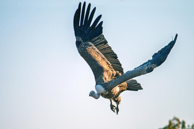 Bild 02: Gänsegeier # 7993 | Foto: © by Ing. Günter Kramarcsik