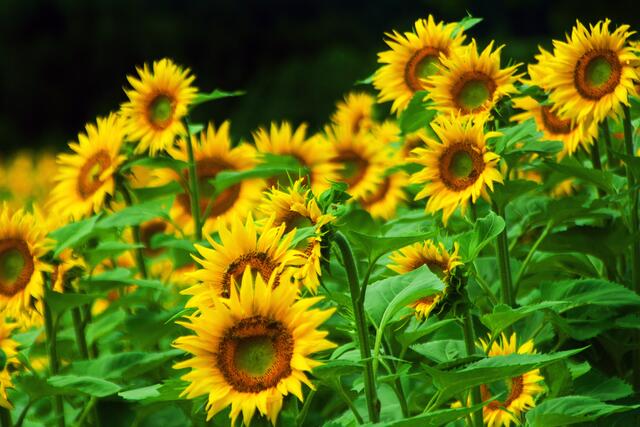 Bild 09: Sonnenblumen # 5148 | Foto: © by Ing. Günter Kramarcsik