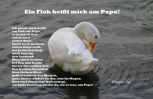 Kurzgeschichte, Tiergeschichte, lustige Geschichte