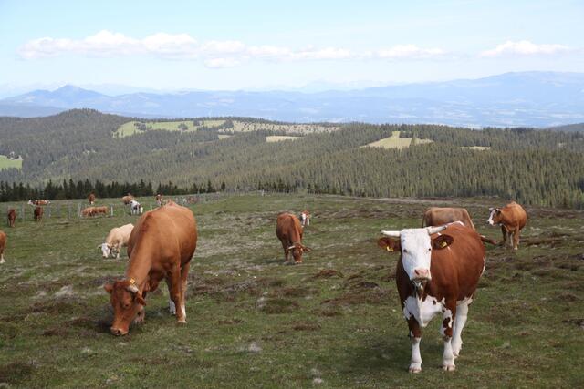 Auf dem Bärofen, einem exponierten Teil des Koralpenrückens, plant das Unternehmen ecowind einen Windpark mit acht Windrädern.  | Foto: Alliance for Nature