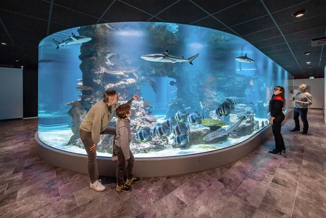 931.833 Menschen besuchten 2023 das Haus des Meeres und somit 10 Prozent mehr als noch im Vorjahr.  | Foto: Daniel Zupanc