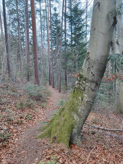 gemütliche Waldwege sind angenehm zu gehen | Foto: I.Wozonig